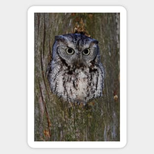 Eastern Screech Owl eye opener Sticker